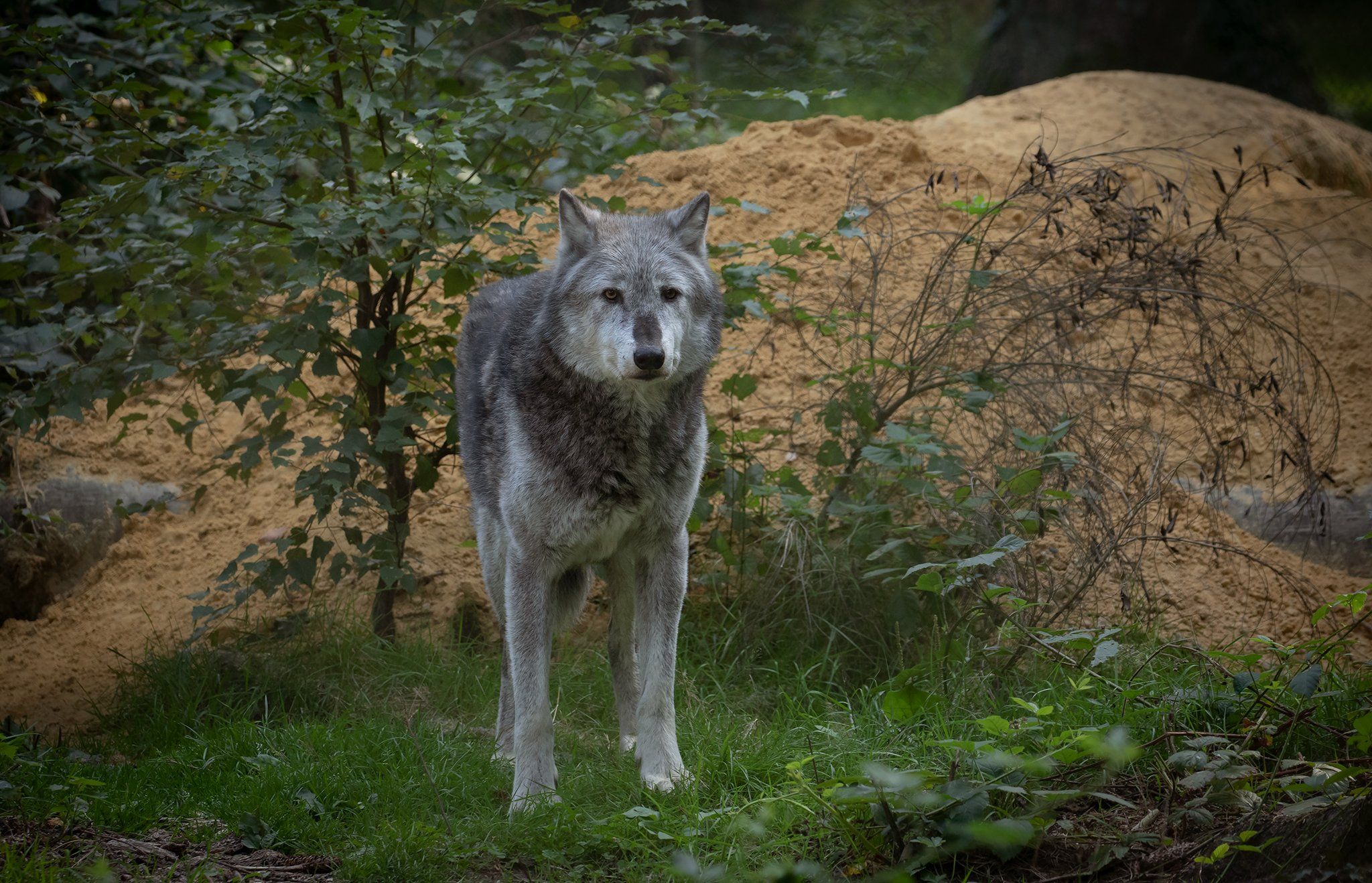 grey wolf, wolf, nature, wildlife, animals, canon, MARIA KULA
