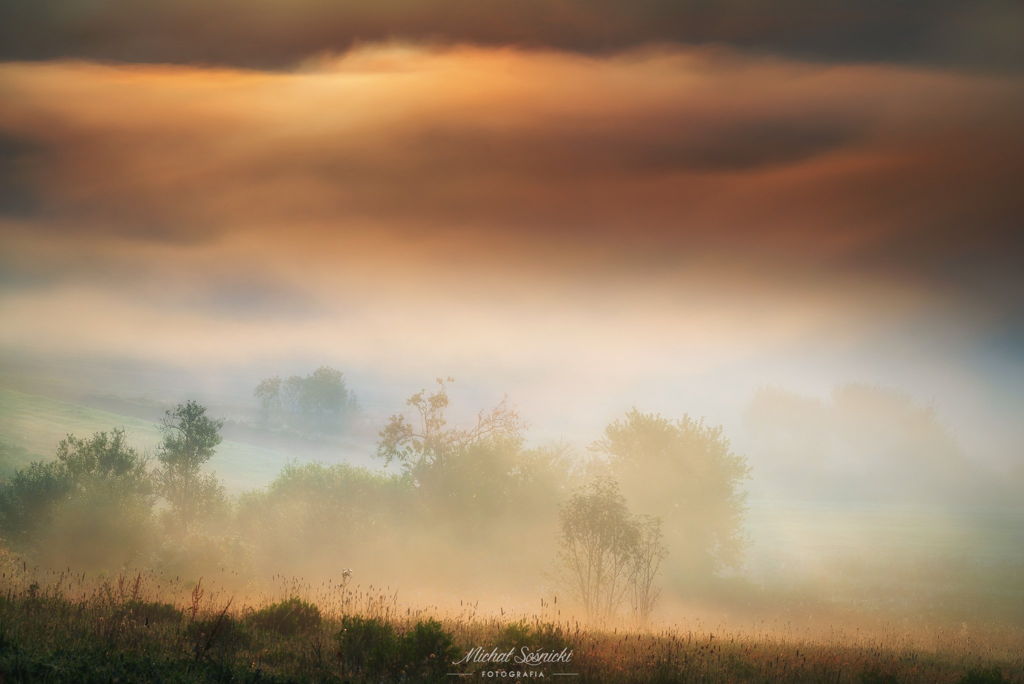 #foggy #morning #sunrise #color #cloudy #tree #poland #pentax, Michał Sośnicki