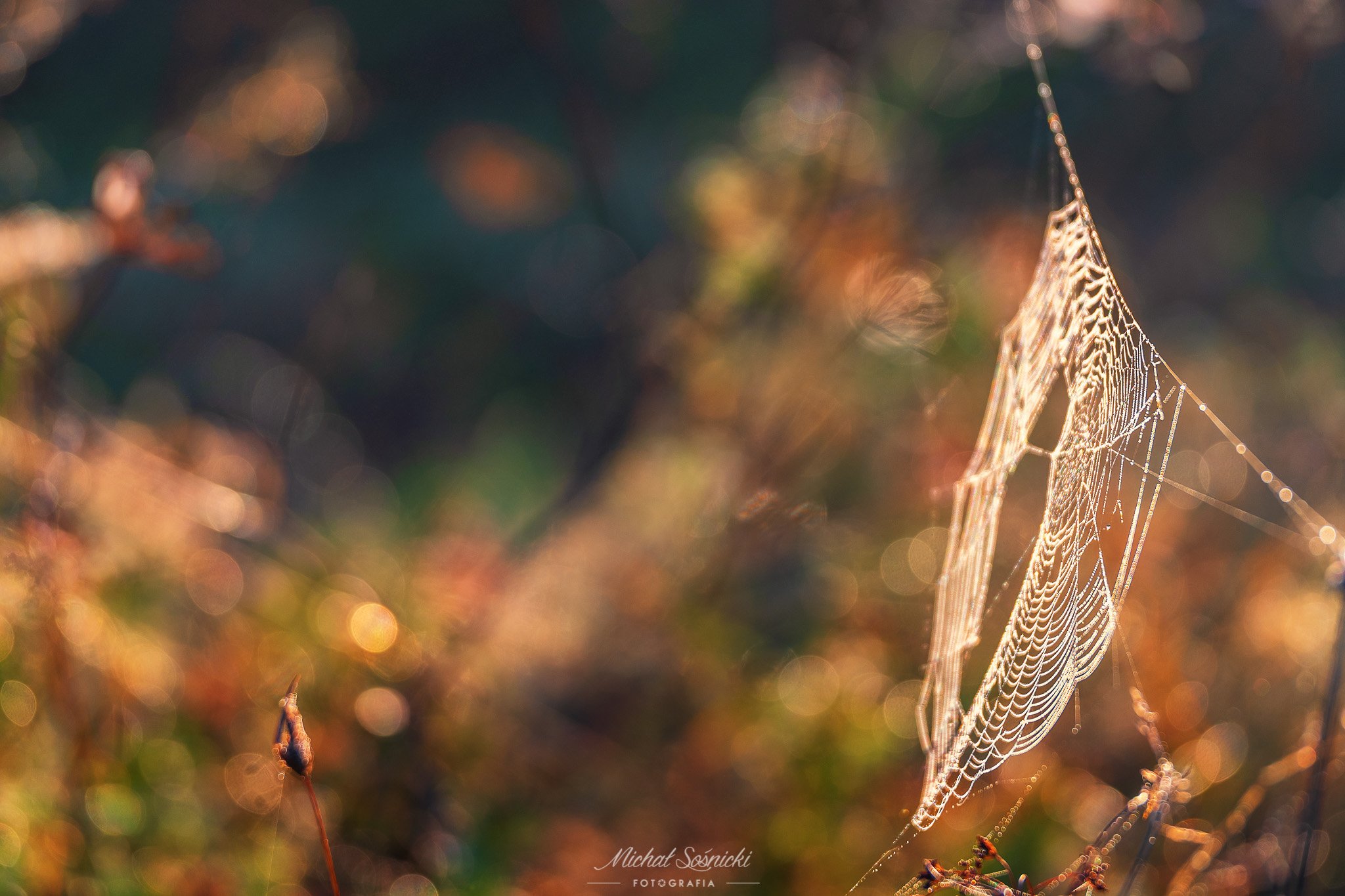 #foggy #morning #sunrise #color #cloudy #tree #poland #pentax #spider #autumn, Michał Sośnicki