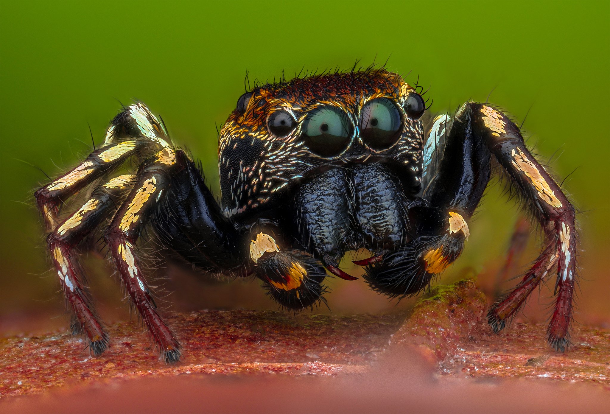 ceclii, macro, lomo 3.7, nikon d3400, Tsvetan Ganev