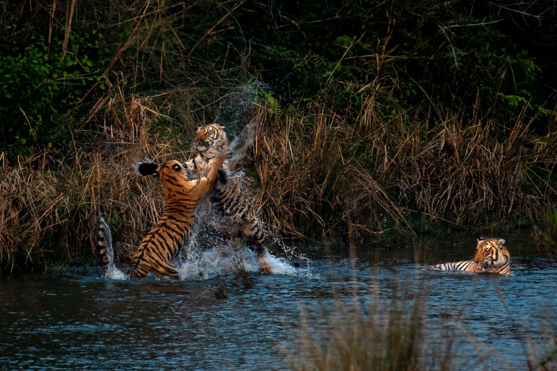 tiger tigress cubs subadult corbett india jump playfight fight play action drinking water, Nabarun Majumdar