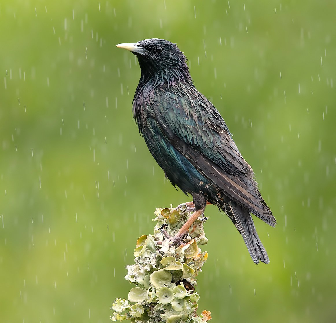 обыкновенный скворец, european starling, скворец, starling, Elizabeth Etkind