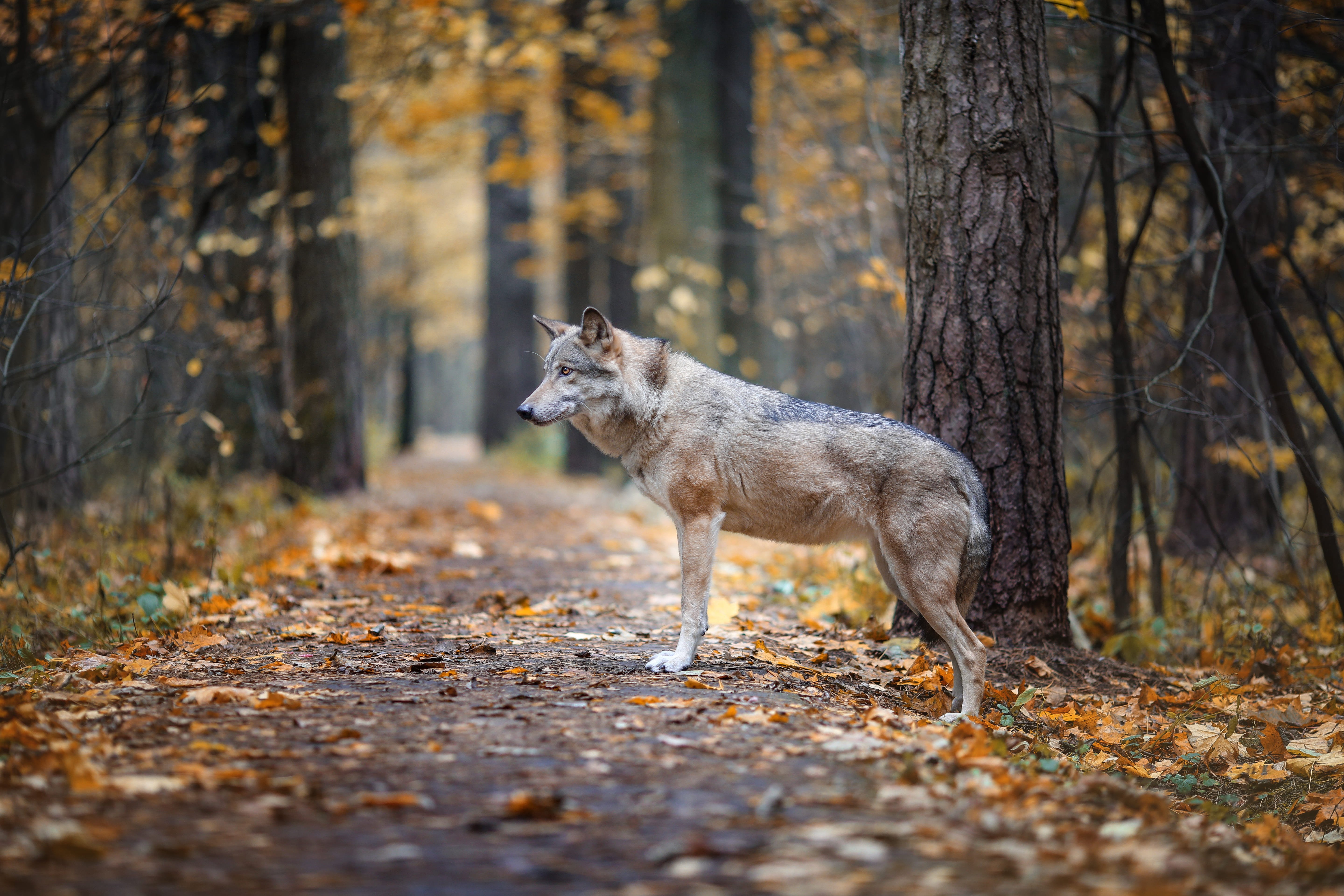 волк, волчица, осень, лес, хищник, wolf, forest, animal, wild, Anna Yarkova