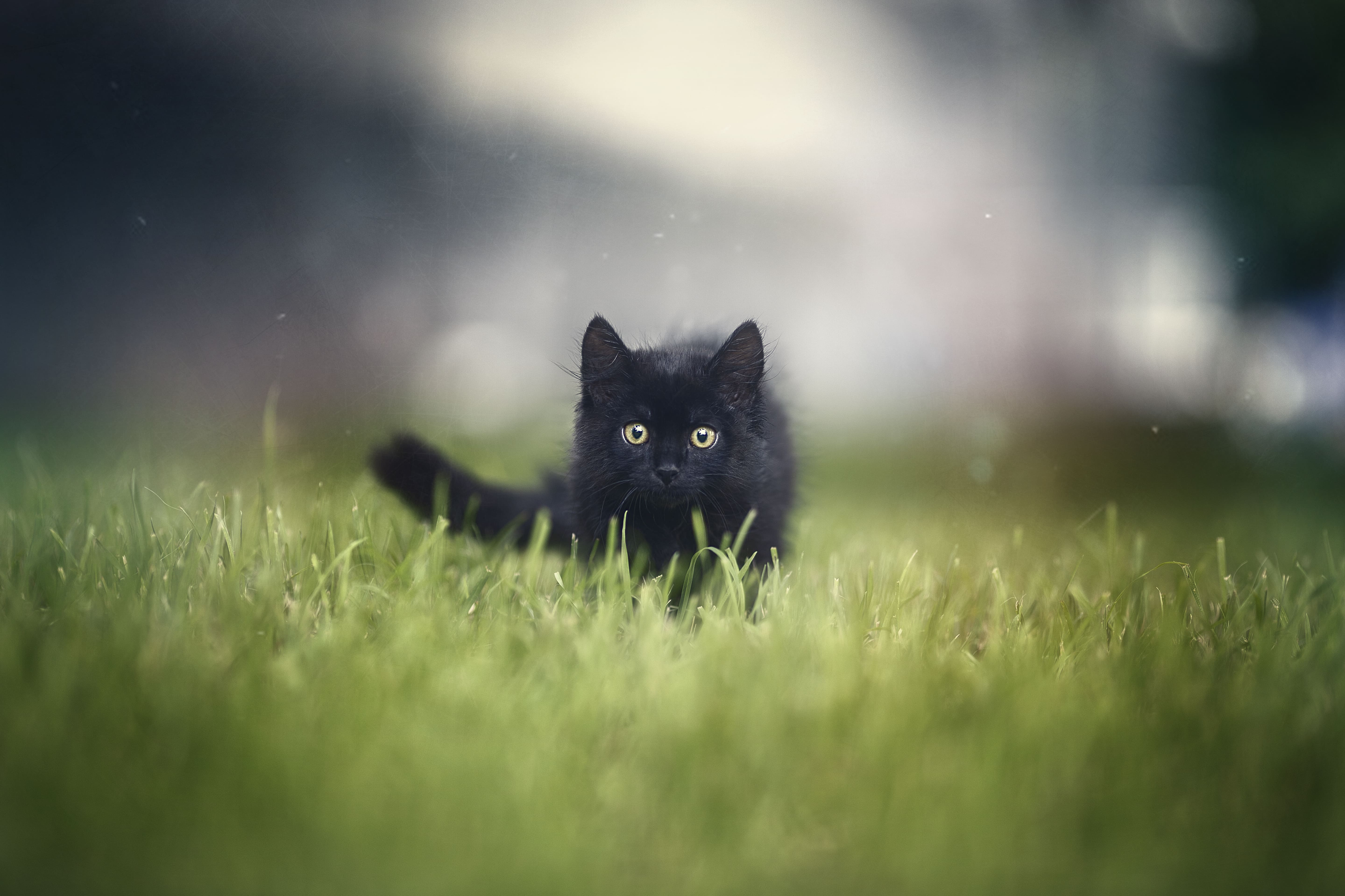 cat, black, grass, animal, pet, кот, черный кот, портрет, Anna Yarkova