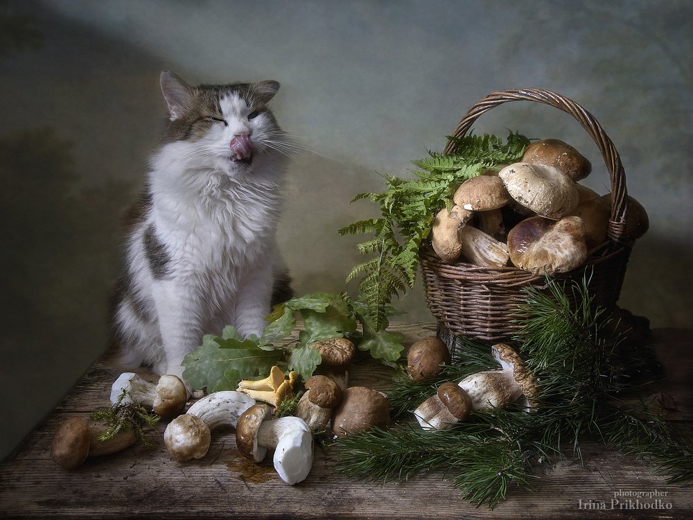 натюрморт, котонатюрморт, кот Лёва, белые грибы, домашние питомцы, Ирина Приходько