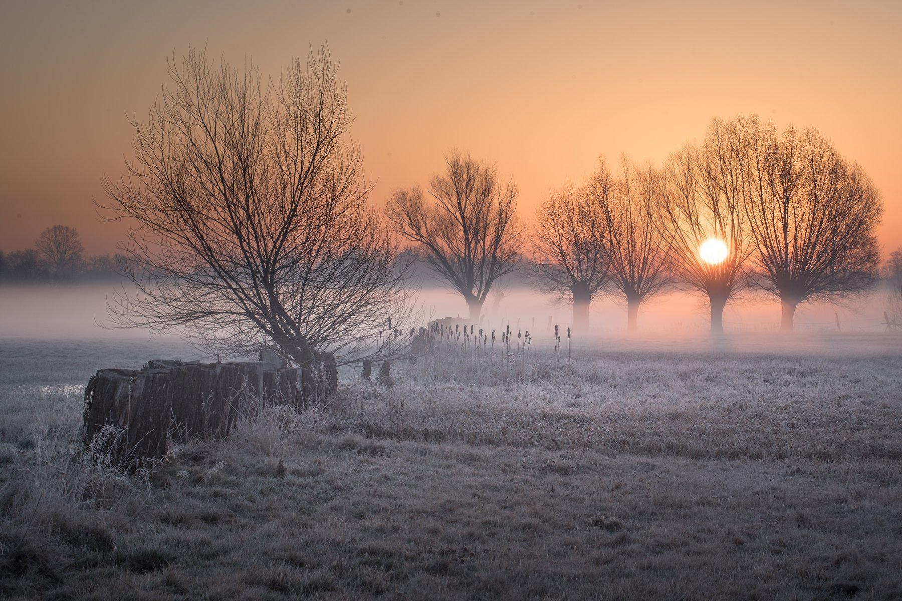 sunrice willows poland fog foggymorning, Marcin Orszulak