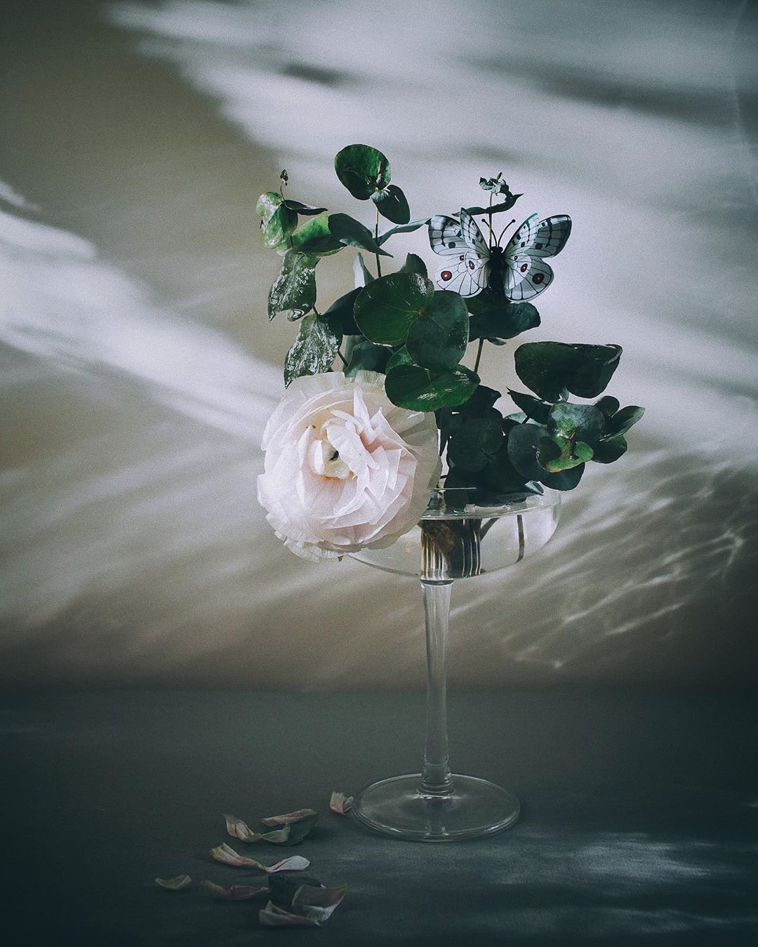 букет, цветок, роза. белый, свет, Анастасия Зубкова