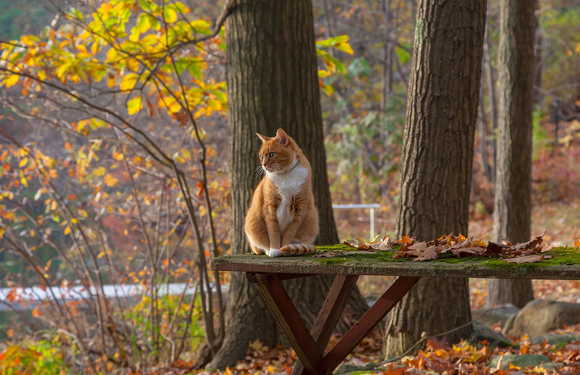 Кошка В Осенних Листьях Картинки