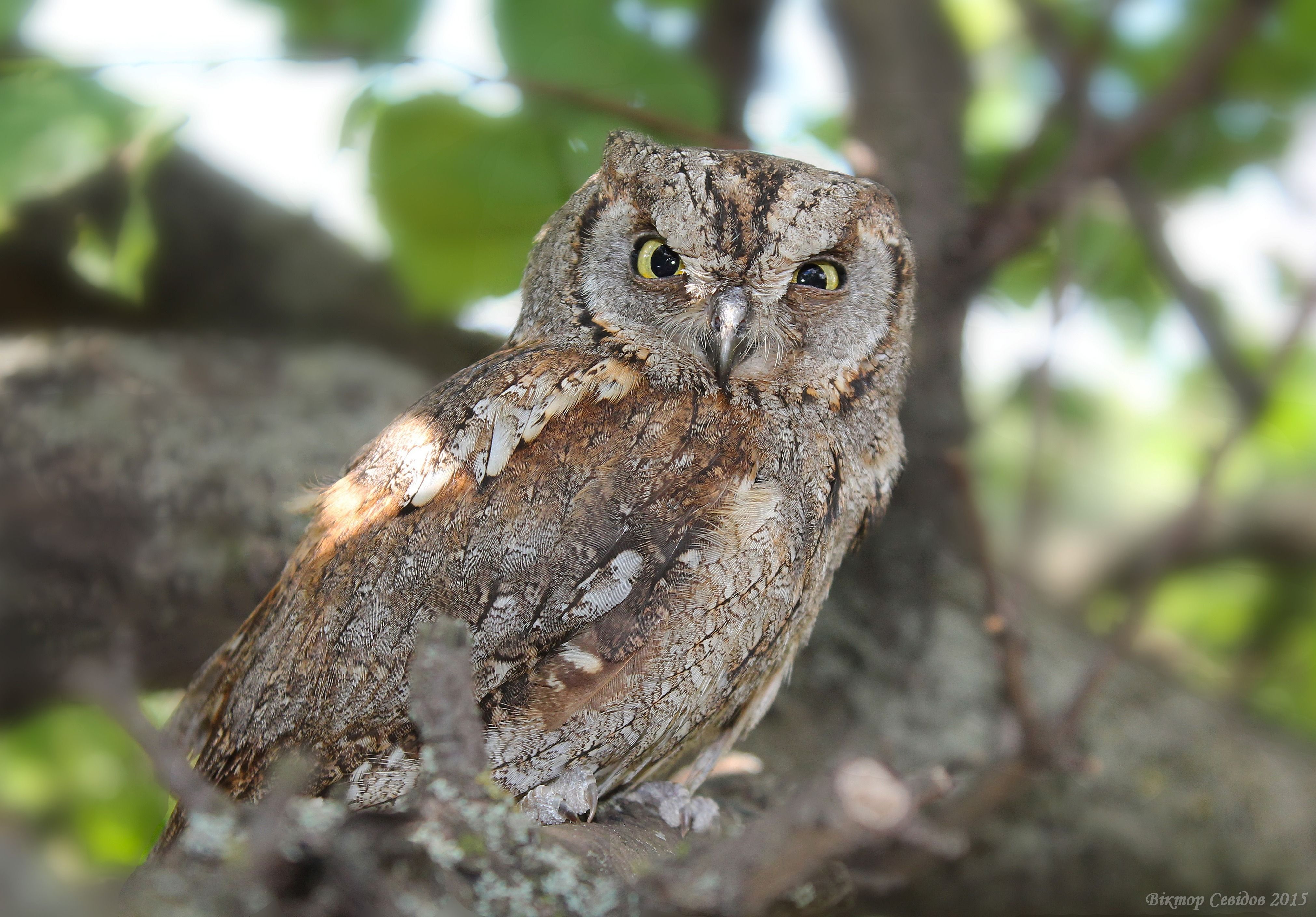 Сплюшка. Сплюшка Otus SCOPS. Совка обыкновенная сплюшка. Сова сплюшка. Сплюшка обыкновенная Совиные.