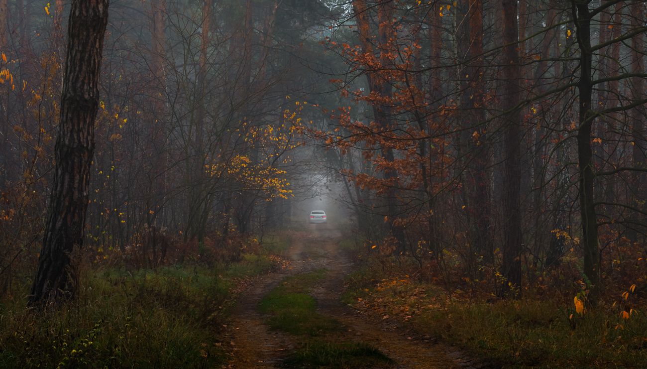 Ехала машина тёмным лесом.... Photographer Galanzovskaya Oksana