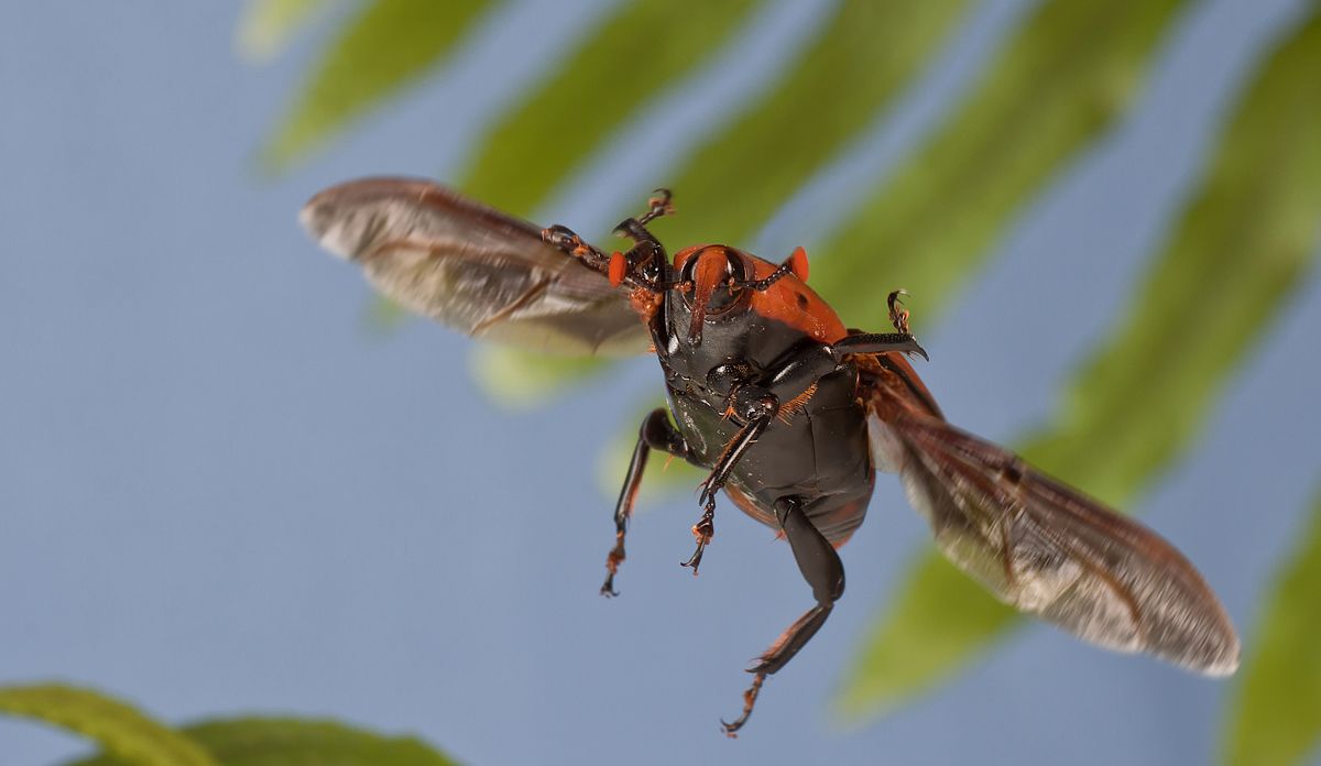 Жуков полечу. Жук долгоносик летает. Летающие жуки. Летучие насекомые. Полет насекомых.