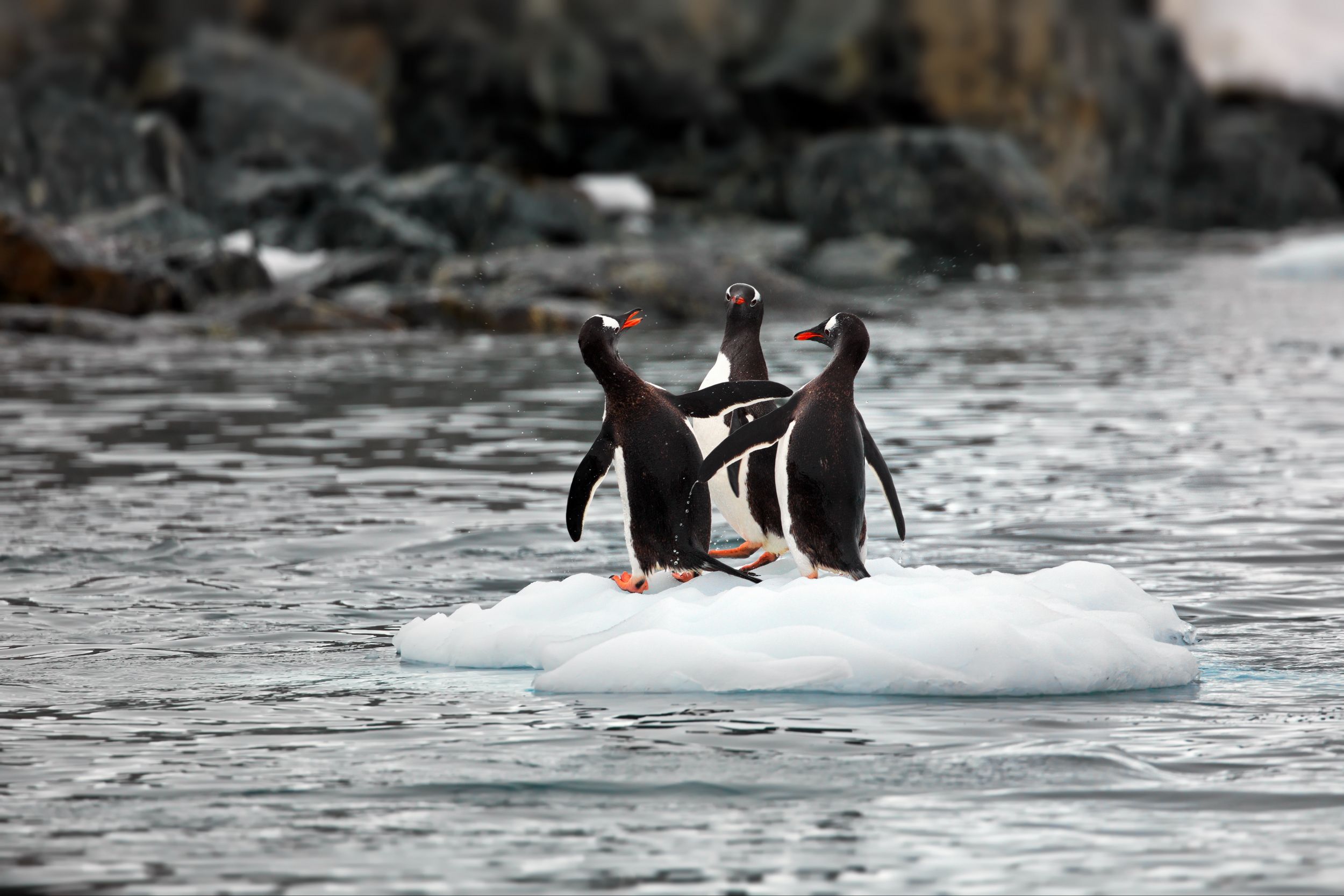 3 пингвина. Пингвиний пляж на льдине. Пингвиний пляж пластилин. About Penguins story. Walges.