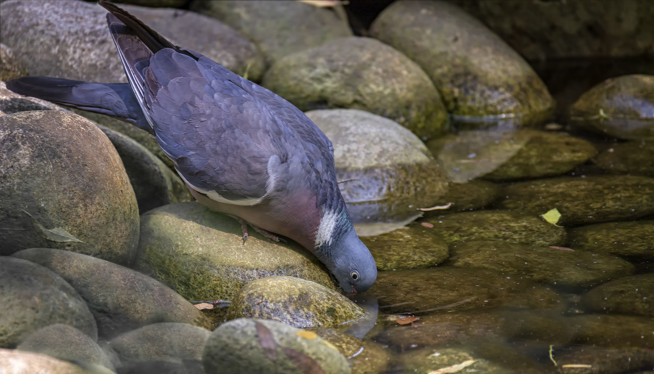 Вяхирь - дикий лесной голубь.. Фотограф Марина Мочалова