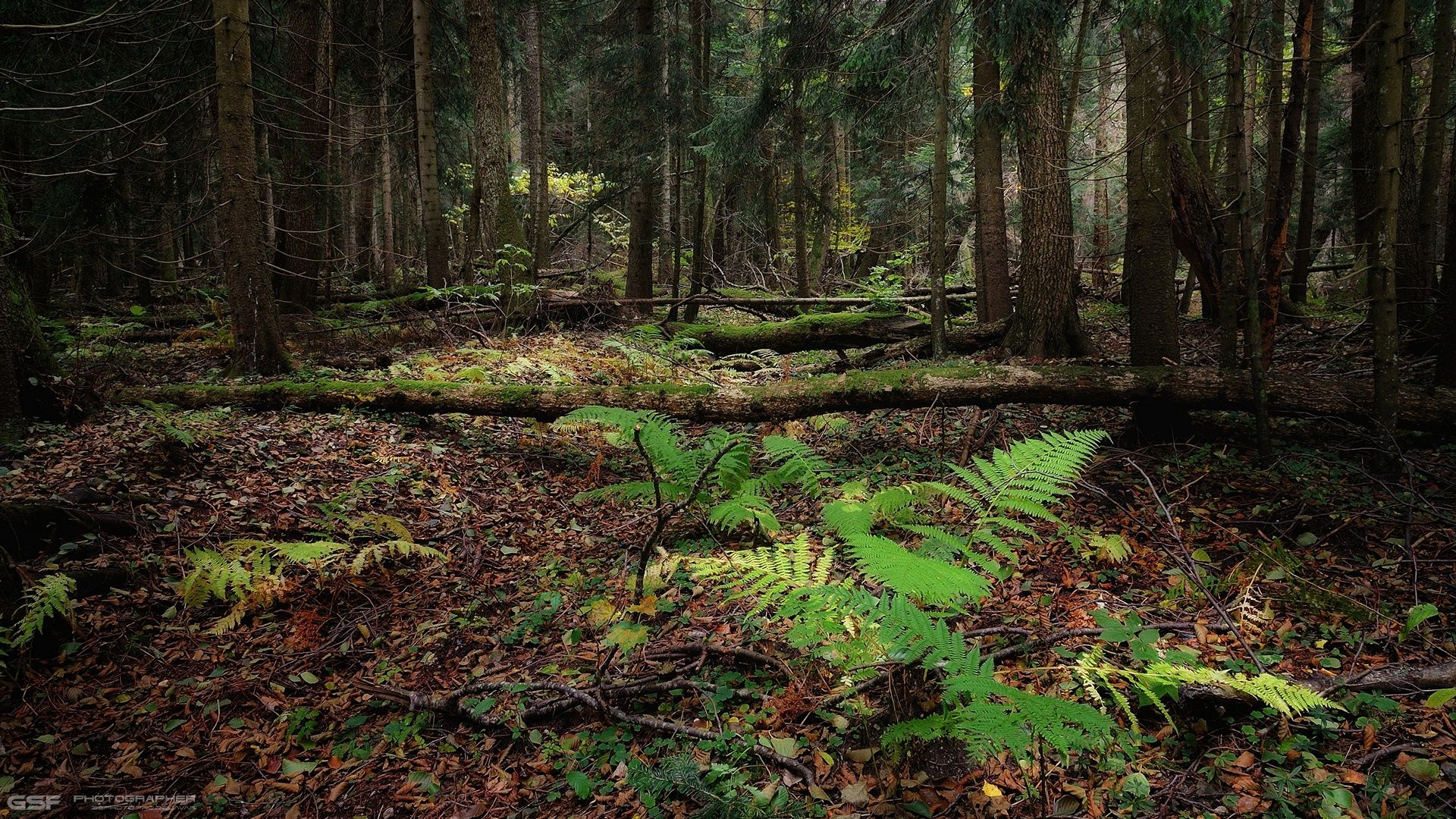 Лесная глухомань. Лесная глухомань. Березовый лес. Лес глушь. Глушь леса это.