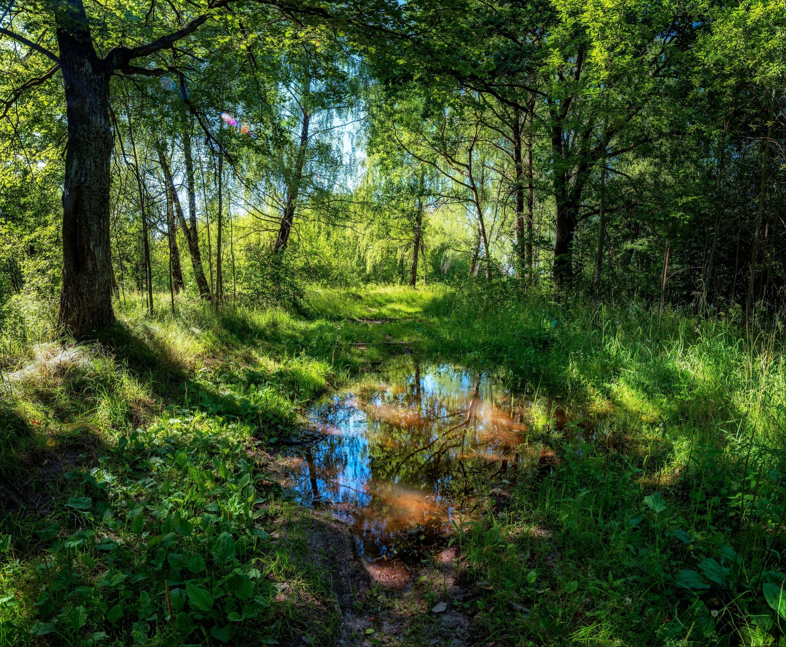 Лесная чаща. Лето. фотография Stock | Adobe Stock