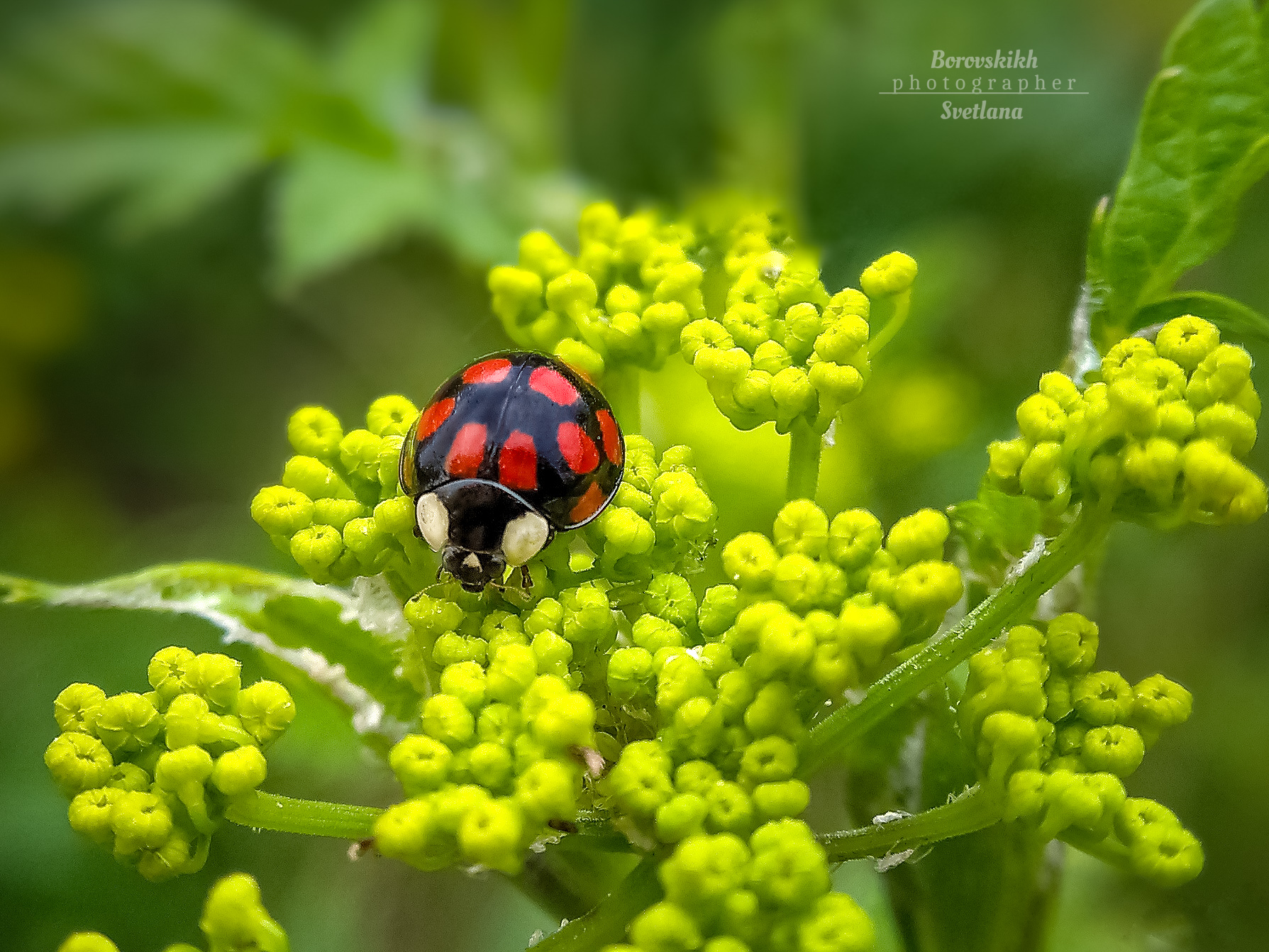 Божья коровка. Photographer Borovskih Svetlana