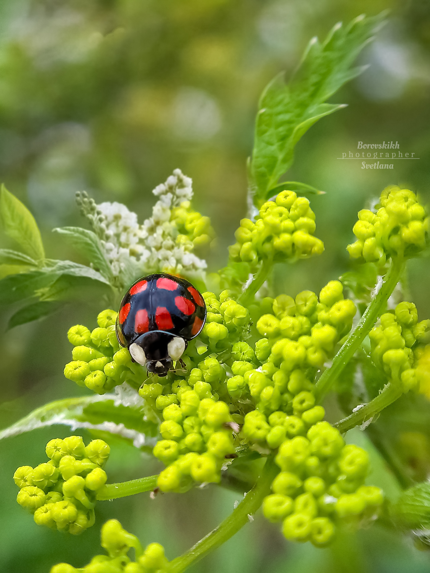 Божья коровка. Photographer Borovskih Svetlana