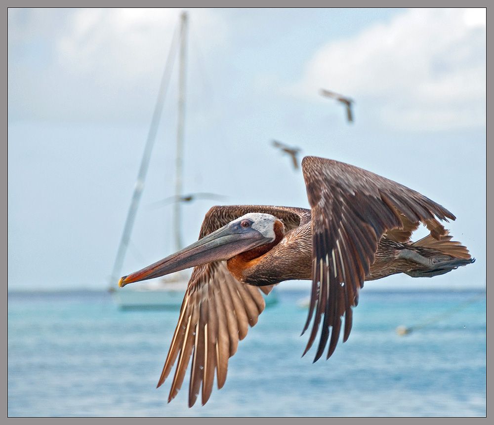 Pelecanus occidentalis. Photographer VladimirD