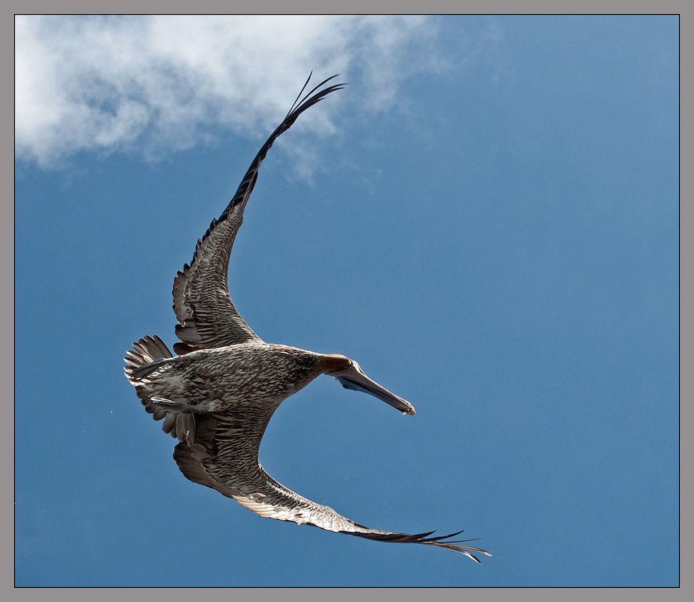 Pelecanus occidentalis. Photographer VladimirD