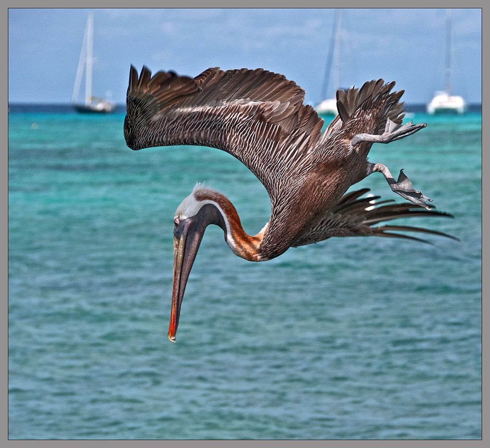 Pelecanus occidentalis. Photographer VladimirD