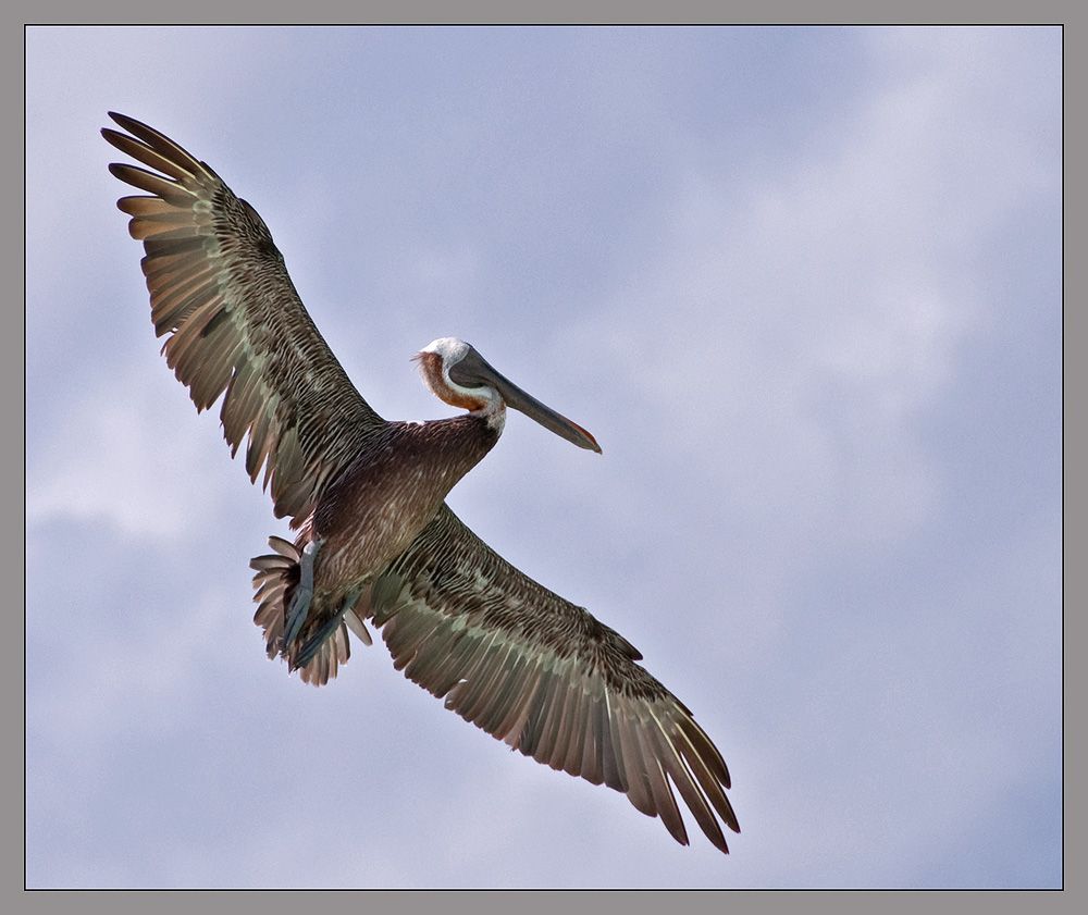 Pelecanus occidentalis. Photographer VladimirD