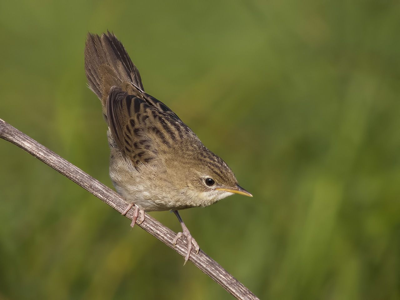 Sevastopolda yalangoch fotosuratlar