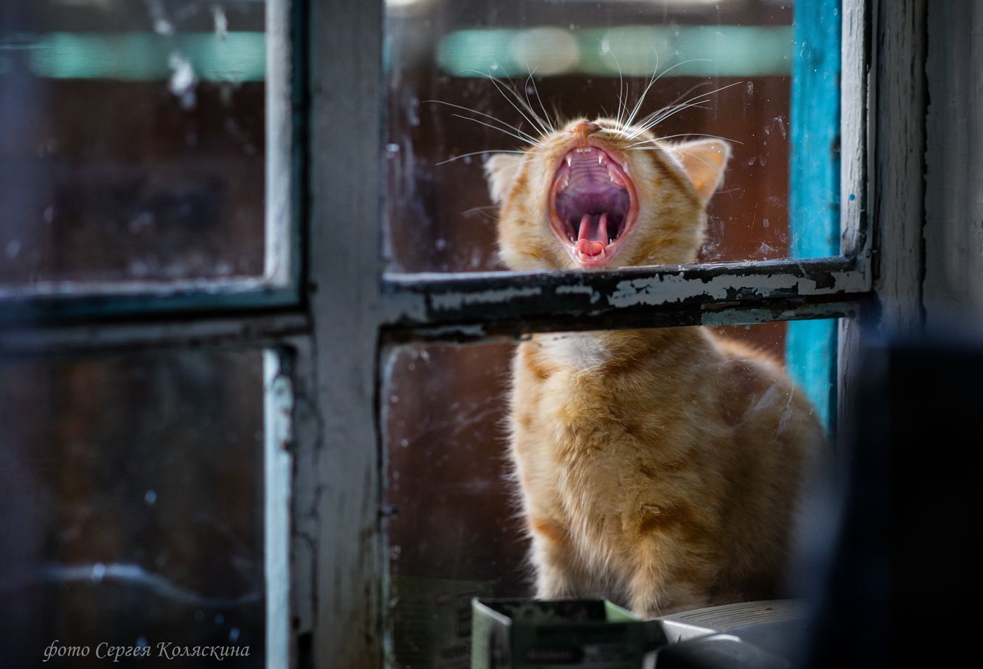 У нас живет чудесный кот. Котик заглядывает в окно. Котик у окна. Кот на окне. Коты в окне.