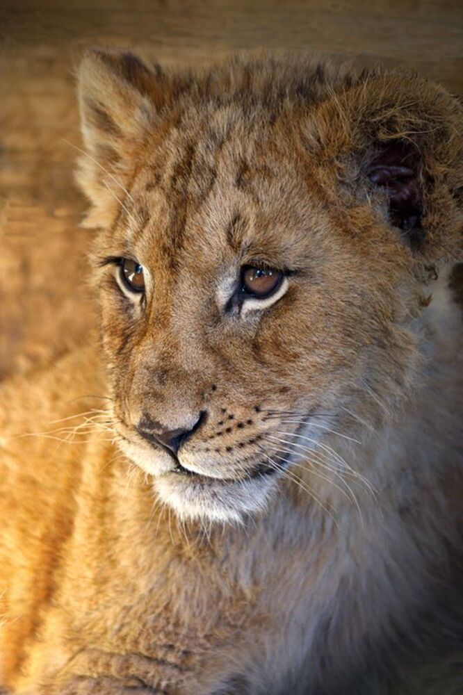 Lions - portrets