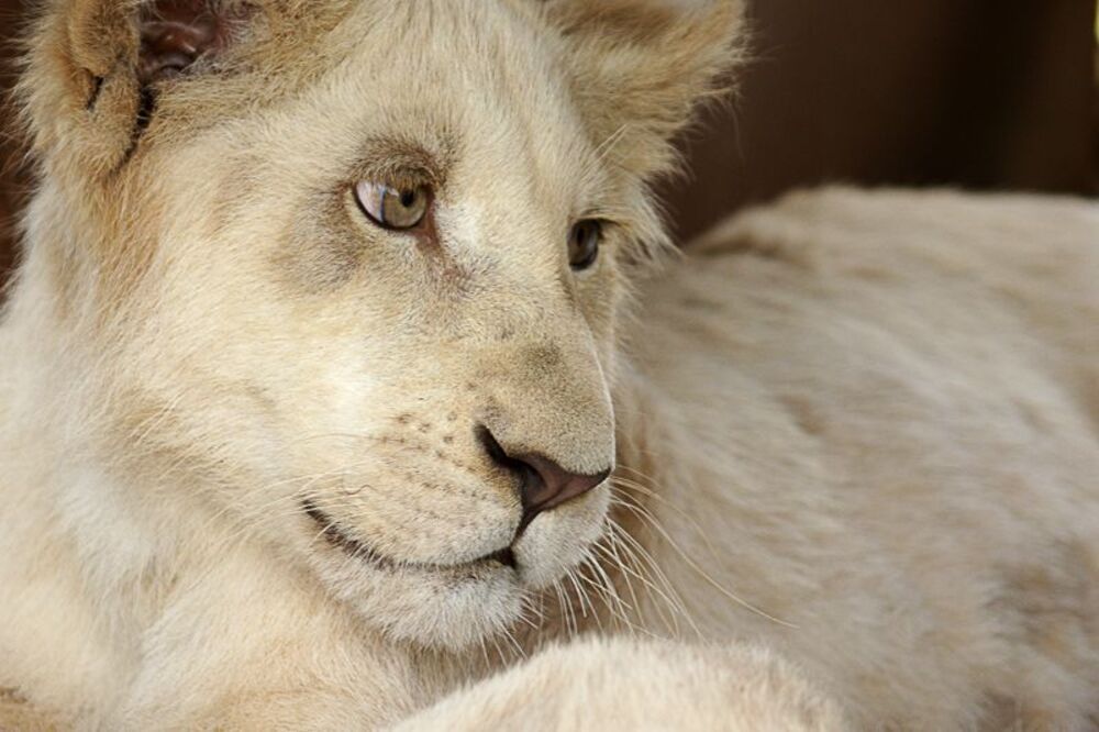 Lions - portrets