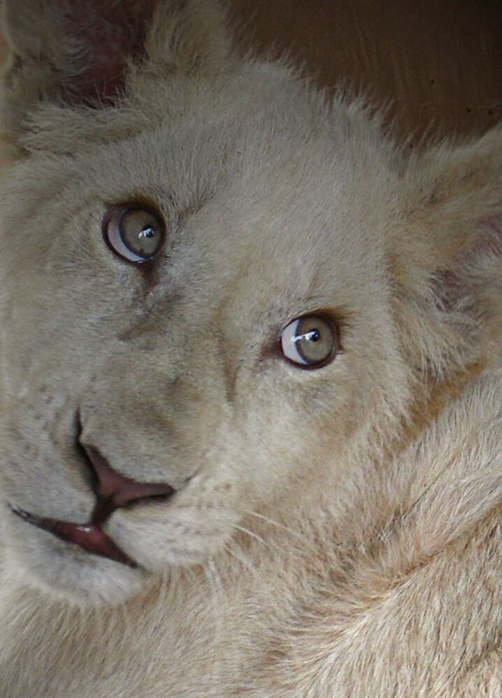 Lions - portrets
