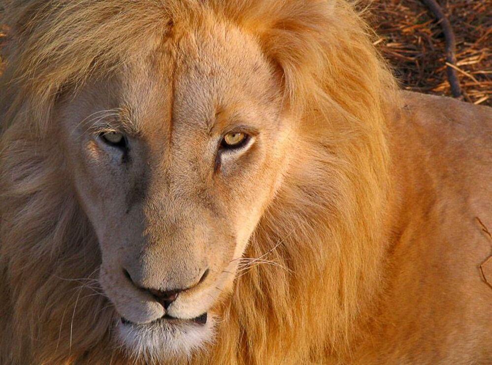 Lions - portrets