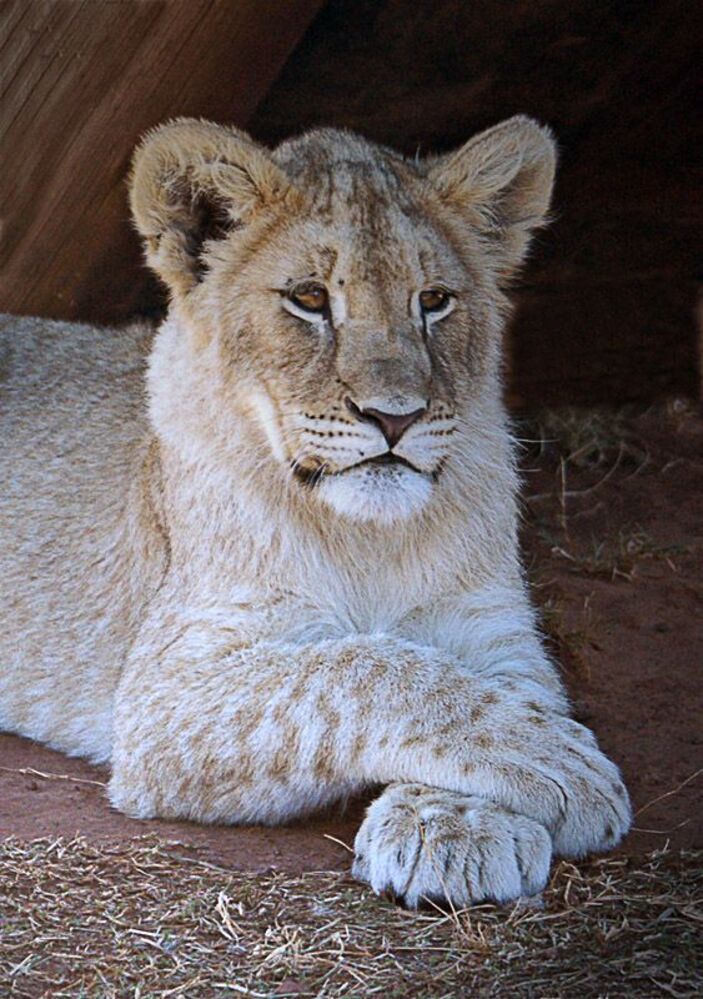 Lions - portrets