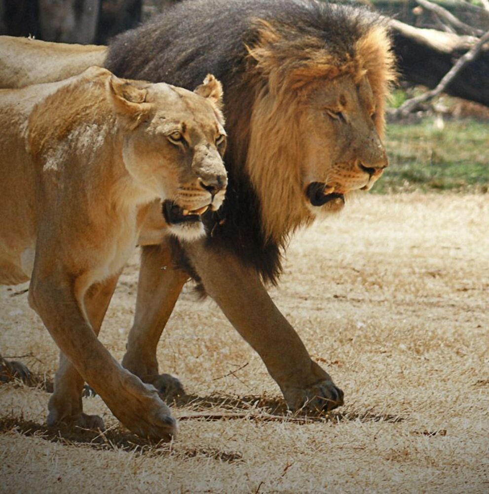 Lions - portrets
