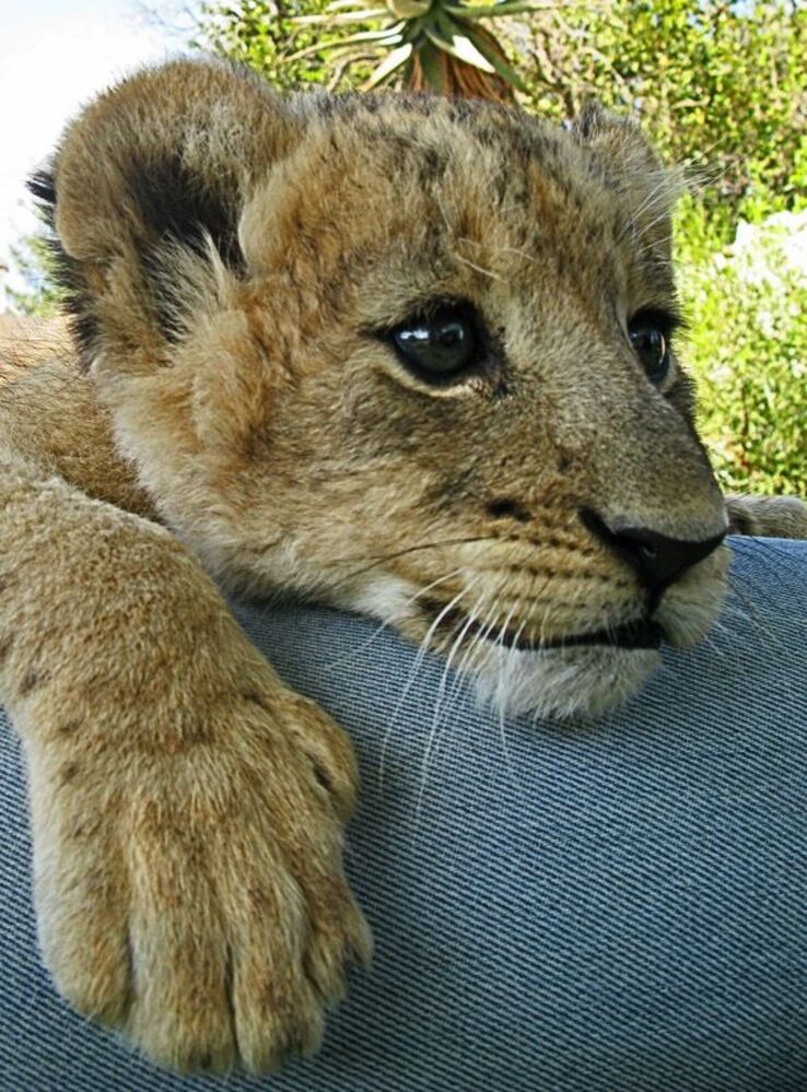 Lions - portrets