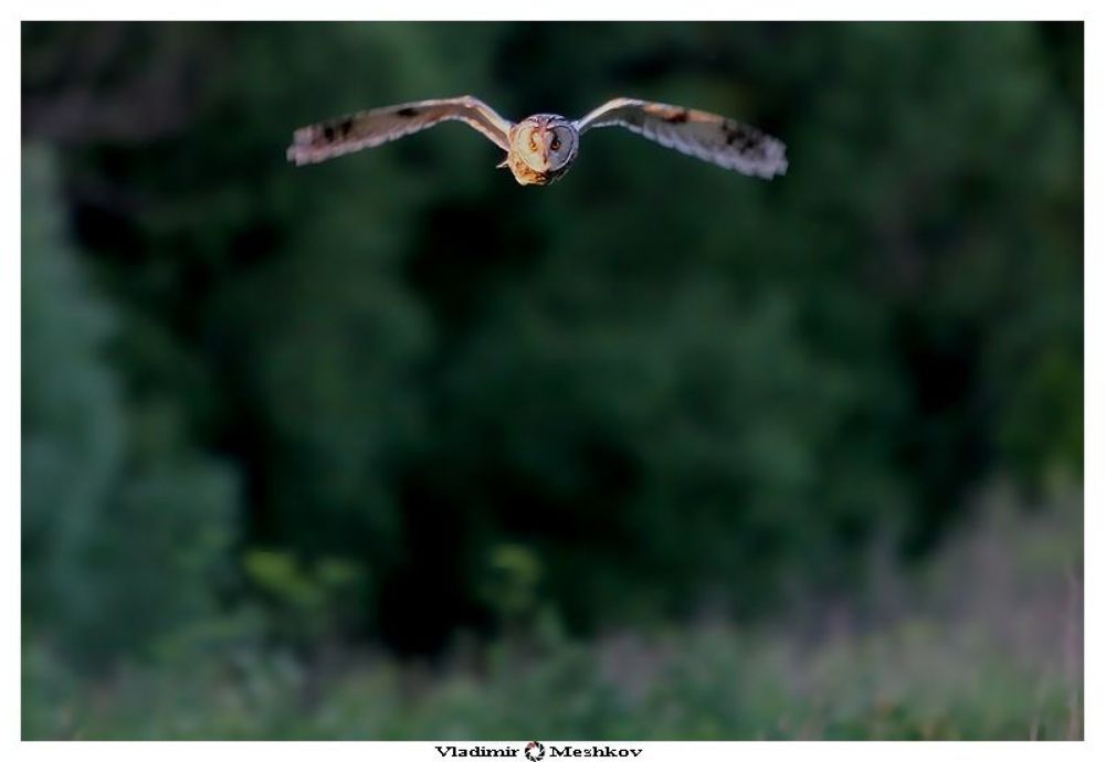 Сова ушастая  (Asio otus)