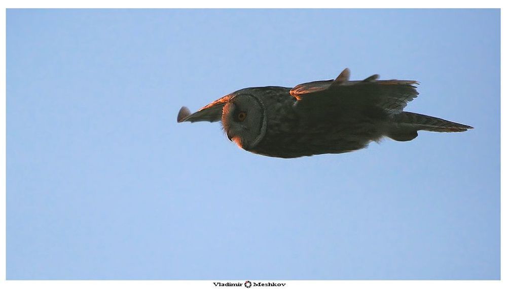 Сова ушастая  (Asio otus)