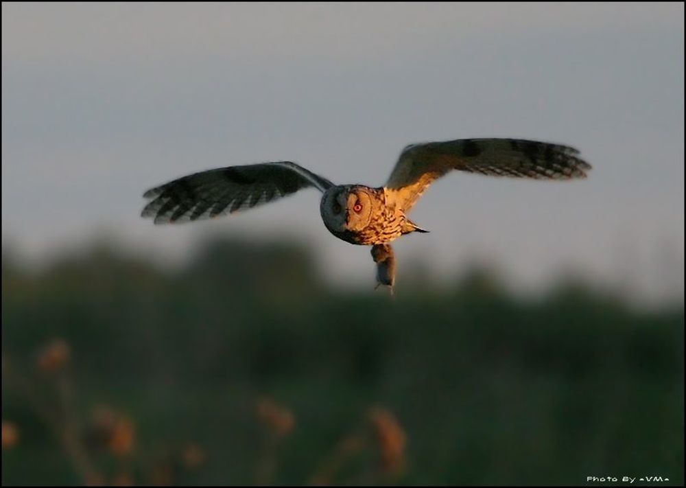 Сова ушастая  (Asio otus)