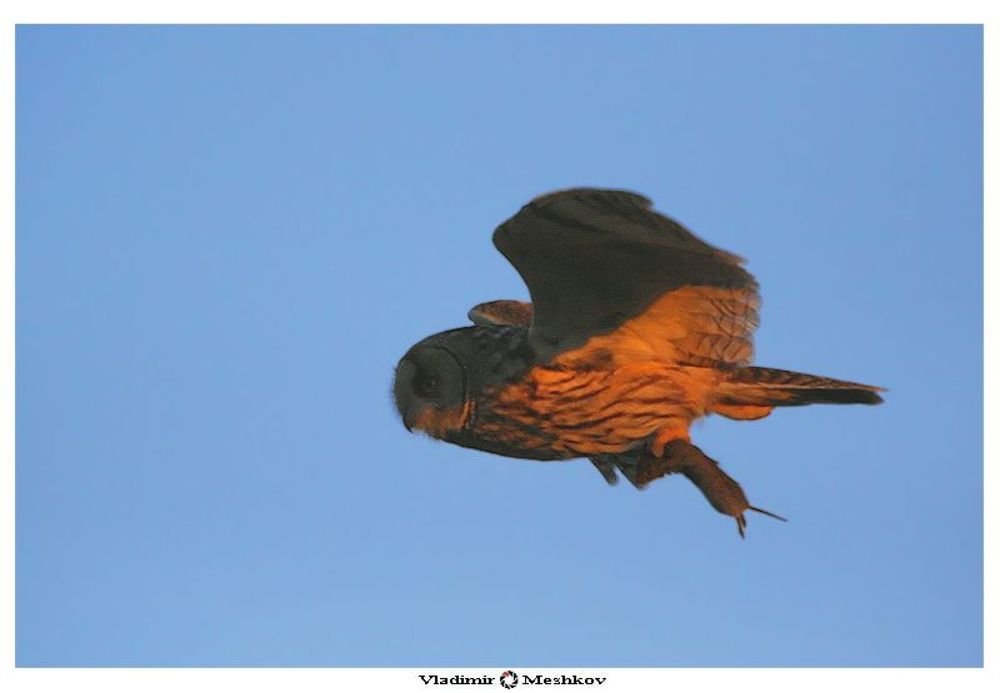 Сова ушастая  (Asio otus)