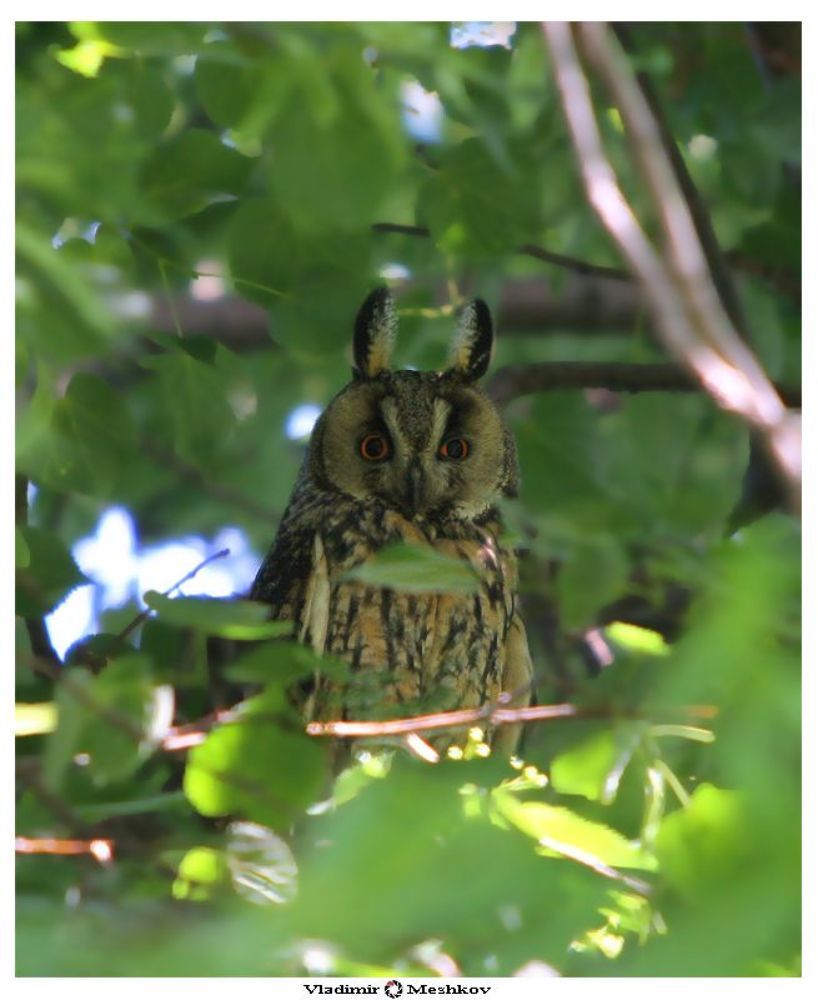 Сова ушастая  (Asio otus)