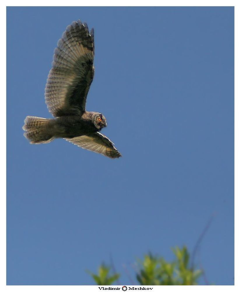 Сова ушастая  (Asio otus)