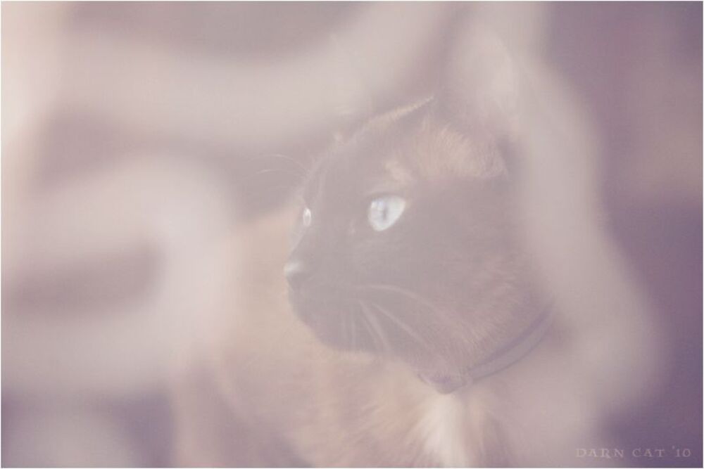 Her Morning Elegance