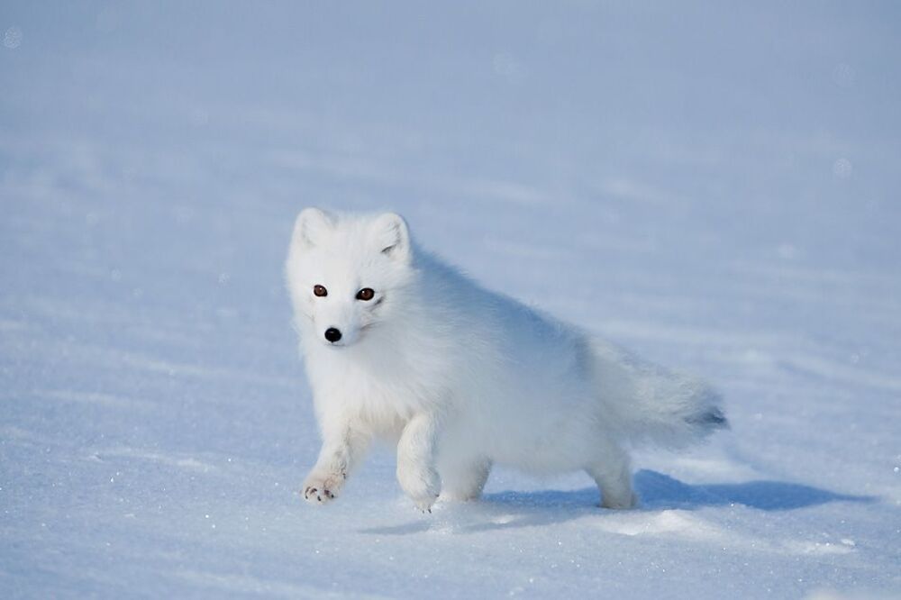 Arctic fox