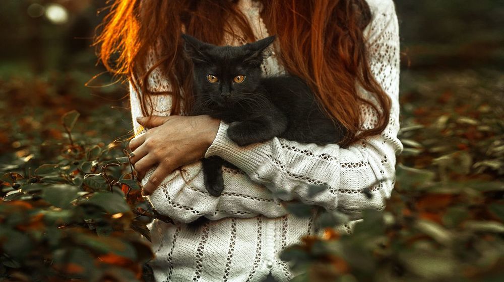 Черный кот