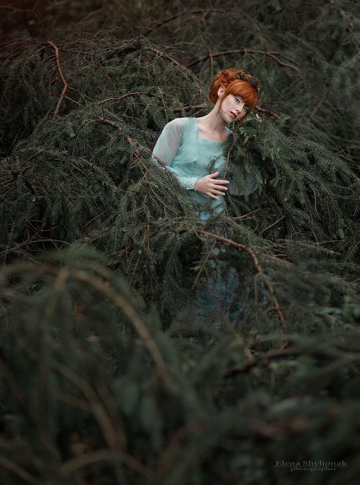 Spruce