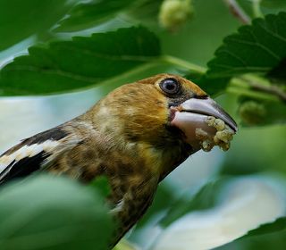Дубонос весьма осторожная птица... только не во время еды