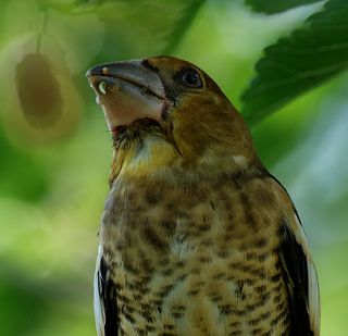 Мысли о еде выше мыслей об опасностях :-) (не монтаж, так объектив шелковицу на ЗП размыл)