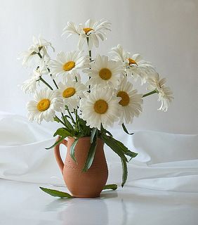 Просто ромашки