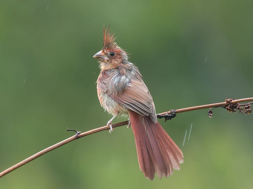 Красный кардинал - Northern Cardinal (Juvenile)