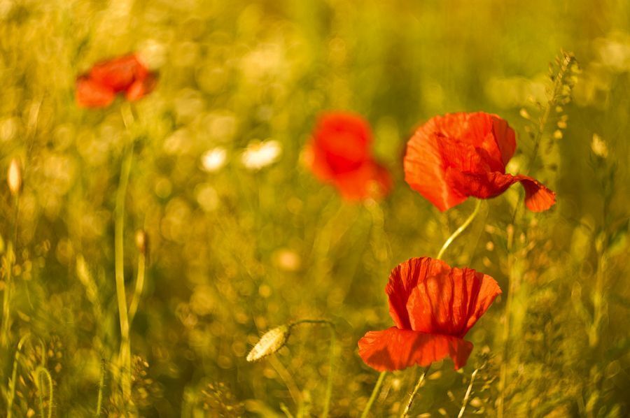 flowers