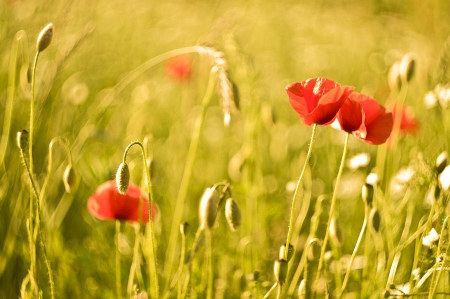 flowers_2